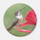 Search for ruby magnets Hummingbird