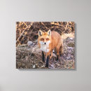 Search for wild fox canvas prints Mammal