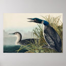 Search for audubon birds posters Birds of america