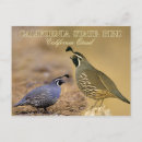 Search for plumed postcards Black