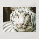 Search for white tiger postcards Jungle