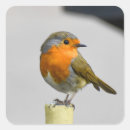 Search for red robin stickers Cute