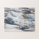 Search for iceberg puzzles Wildlife