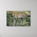Search for pardus Wild