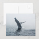 Search for humpback invitations Ocean