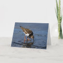 Search for ruddy Wildlife