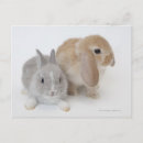 Search for lop postcards Cute