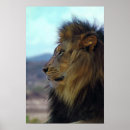 Search for lion pride posters Cat