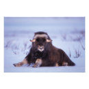 Search for muskox posters Fauna