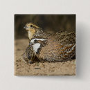 Search for quail badges Hunting