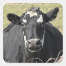 Search for black cow stickers Livestock