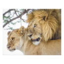 Search for lion image posters Cat