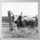 Search for black and white cow posters Cows