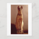 Search for coffin postcards Cat