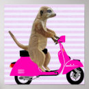 Search for meerkat posters Leaf