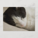 Search for domestical postcards Sleeping