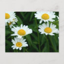 Search for spring daisy postcards Flowers
