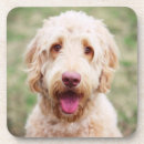 Search for mixed breed coasters Goldendoodle