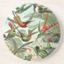 Search for hummingbird coasters Birds