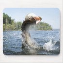 Search for pike mouse mats Outdoors