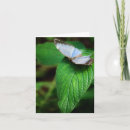 Search for blue morpho butterfly cards Garden