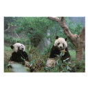 Search for panda bear art Mammal