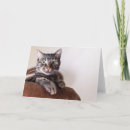 Search for blankets cards Tabby