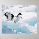 Search for antarctica penguin posters Cute animals
