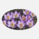 Search for purple crocus stickers Nature
