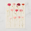 Search for dianthus postcards Red