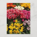 Search for varieties postcards Flowers