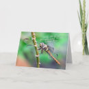 Search for insects photo cards Dragonfly