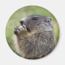 Search for marmota Mountain