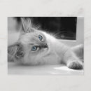 Search for ragdoll postcards Kitten