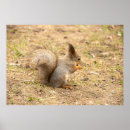 Search for nut with squirrel posters Photograph