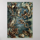 Search for vintage frog posters Ernst haeckel