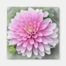 Search for simplicity magnets Wisdom
