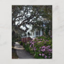 Search for white azalea postcards Azaleas