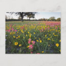 Search for coreopsis postcards Colour