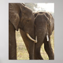 Search for african wildlife posters Outdoors