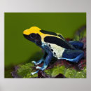 Search for dendrobates posters Close up