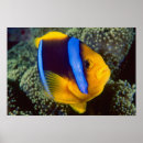 Search for barrier art Anemone