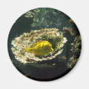 Search for saltwater magnets Sea