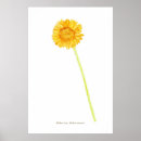 Search for gerbera daisy posters Botanical
