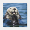 Search for otter magnets Monterey