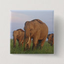 Search for three animals badges Ie