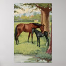 Search for vintage equestrian horse posters Stallion