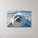 Search for baby canvas prints Seal