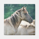 Search for herd magnets Horse