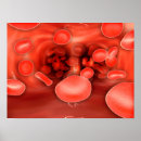 Search for organ anatomy posters Science